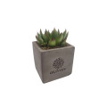 Branded Live Succulent