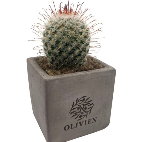 Branded Live Cacti