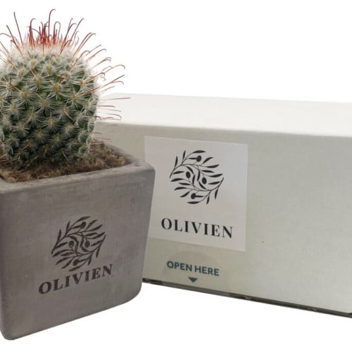 Branded Live Cacti