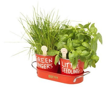 Grow your own herbs